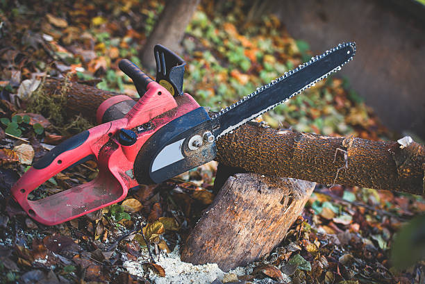 Trusted Robinwood, MD Tree Care Experts
